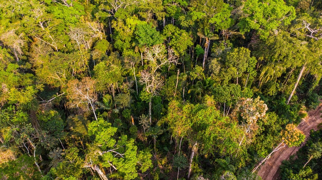 Peru forest
